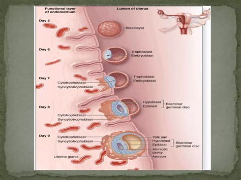 Conception Process Step by Step 的图像结果