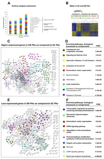 FTO Intronic SNP Strongly Influences Human Neck Adipocyte Browning ...