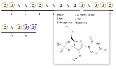RNA Nucleotide Structure 的图像结果