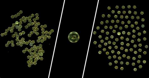 Researchers made microrobots move in every formation they wish