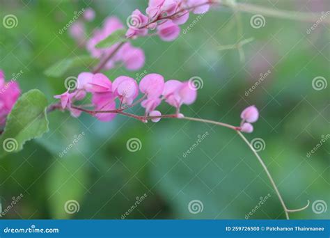 Pink Bush is a Flowering Plant of the Family Polygonaceae, a Pink ...