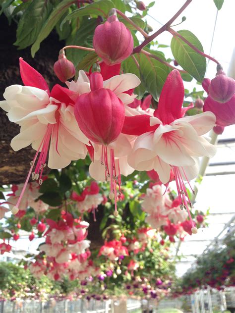 Hanging Basket Plants With Purple Flowers at Mary Bourne blog