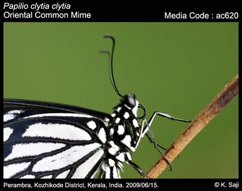 Papilio clytia | Butterfly