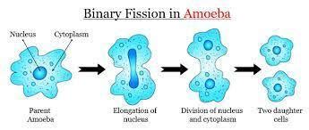 what is binary fission? how does it take place ?name and organism in ...