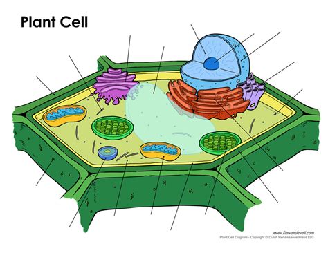 Plant Cell Structure 的图像结果