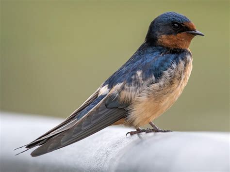 Barn Swallow - NestWatch