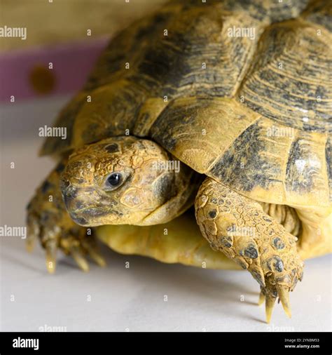 Greek tortoise (Testudo graeca), also known commonly as the spur ...