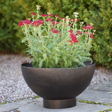 Buy Iron bowl planter: Delivery by Waitrose Garden