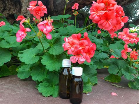 Top 10 Essential Oils To Reduce Dark Circles Under The Eyes