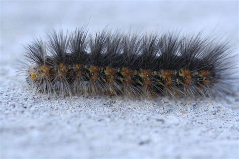 Nymph or Larvae? - Driftless Prairies: Native Ecosystems