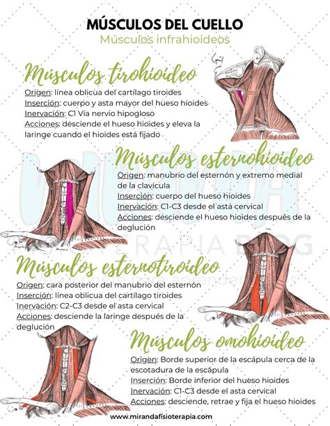 Músculos del cuello: suprahioideos e infrahioideos | uDocz | Libros de ...