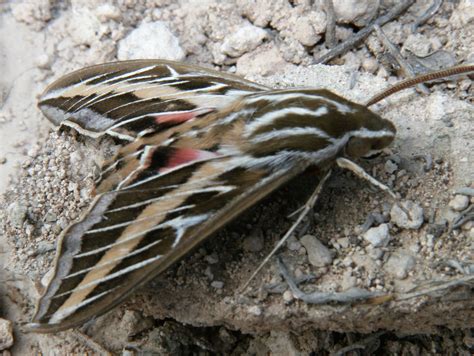 White lined sphinx moth