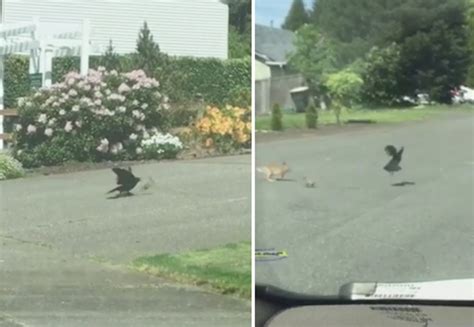 美国一小兔子在街头被乌鸦袭击 兔妈妈冲出来保护孩子