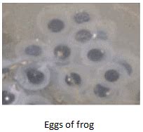 Reproduction in Animals Summary Class 8 NCERT Summary Chapter 6