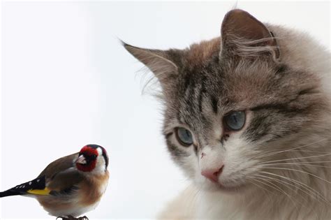 Sharing a Home: Cats and Birds - zooplus Magazine
