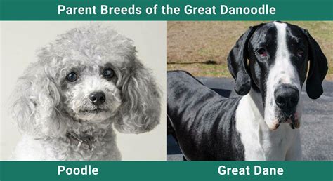 Great Danoodle (Poodle & Great Dane Mix): Info, Pictures, Care & More ...