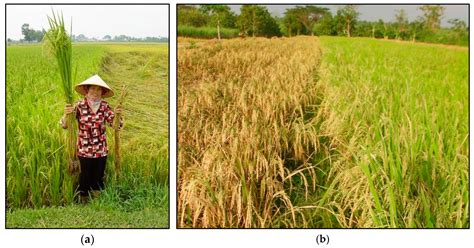 SRI 2.0 and Beyond: Sequencing the Protean Evolution of the System of ...