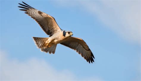 Blue Falcon Meaning: Understanding the Symbolism and Significance ...