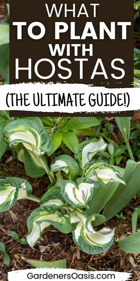 Companion Plants for Hostas in Shade Gardens