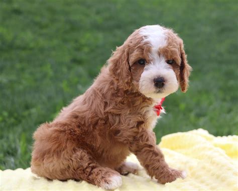 110 CAVAPOO ideas | cavapoo puppies, cavapoo, puppies
