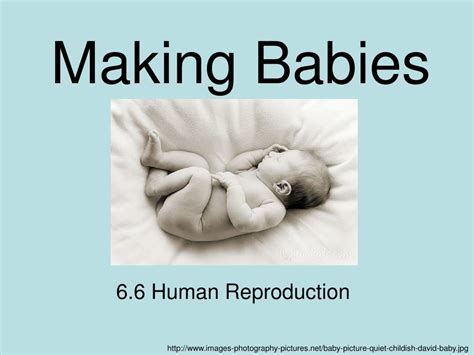 Image result for Humans Actually Making a Baby