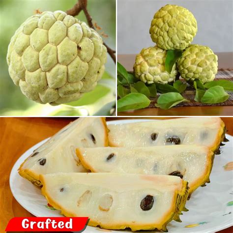 Sugar Apple / Sitafal - Golden - Fruit Plant – M-Tech Gardens