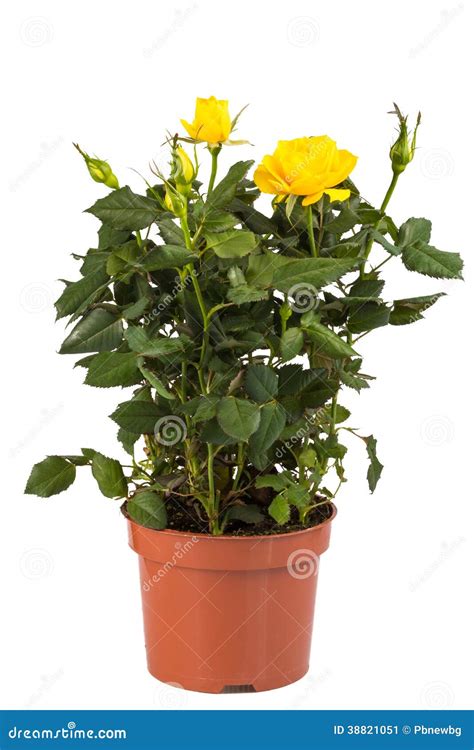 Potted Rose Bush Yellow Leaves at Elizabeth Woolsey blog