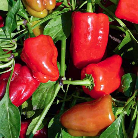 Pepper Cajun Belle – 247plants