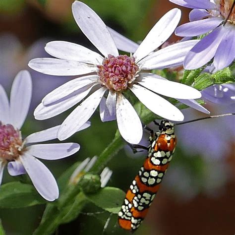 Symphyotrichum cordifolium (Blue Wood or Heart-leaved Aster)