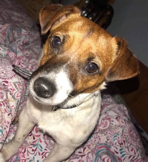 Image result for Mini Stumpy Jack Russell