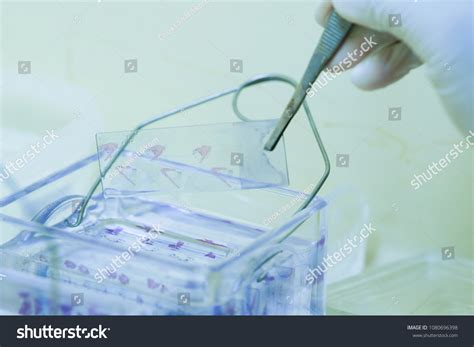 Microscope Slide 的图像结果