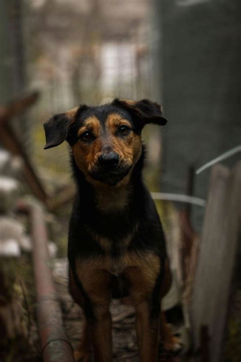 Dog+Knot+Pull+Out+Compilation Photos, Download The BEST Free Dog+Knot ...