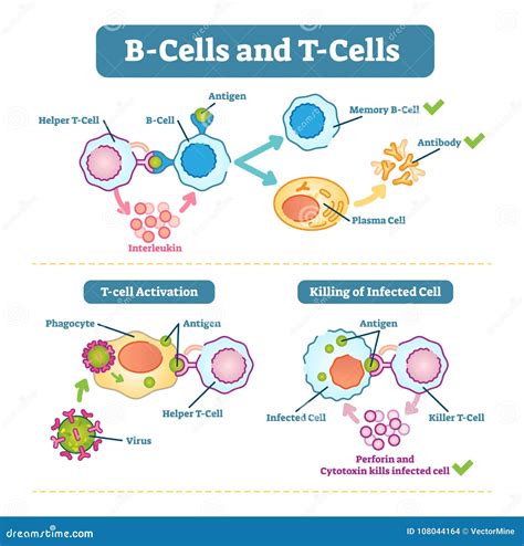 Helper T Cell Diagram