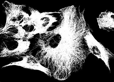Microscopy Bit Depth 的图像结果