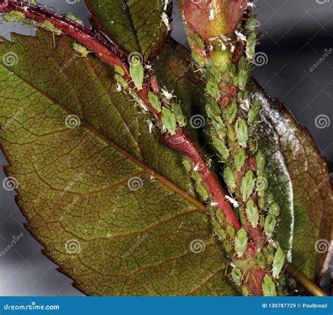 Aphids on rose bush. stock image. Image of eradicate - 130787729
