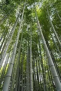 PS Agro Input Bambusa Gigantea Seeds | Giant Bamboo, Dragon Bamboo ...