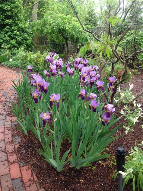 Irises: My Favorite Flowers