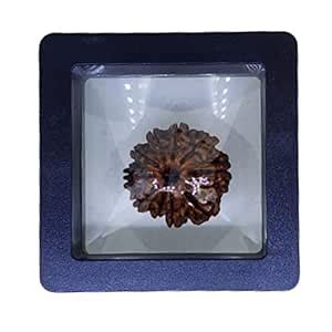 PUSHKARA NATURAL 10 MUKHI RUDRAKSHA CERTIFIED - NEPAL | BROWN ...