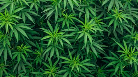 Names for Weed: Why They Matter & What They Really Mean