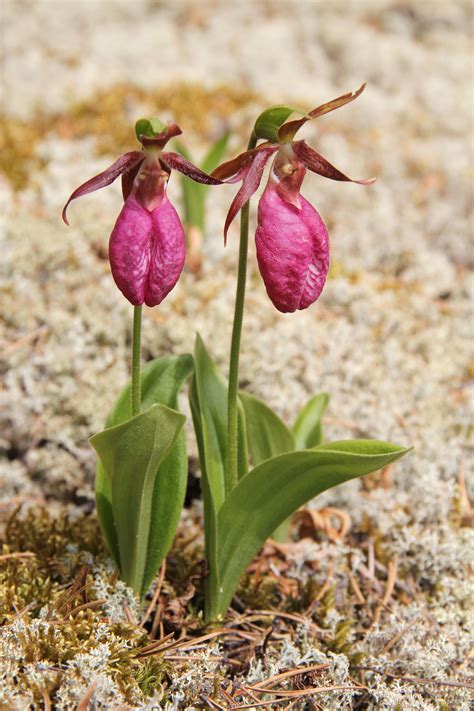 Pink Lady's Slipper | Plants, Orchid seeds, Pink lady slipper