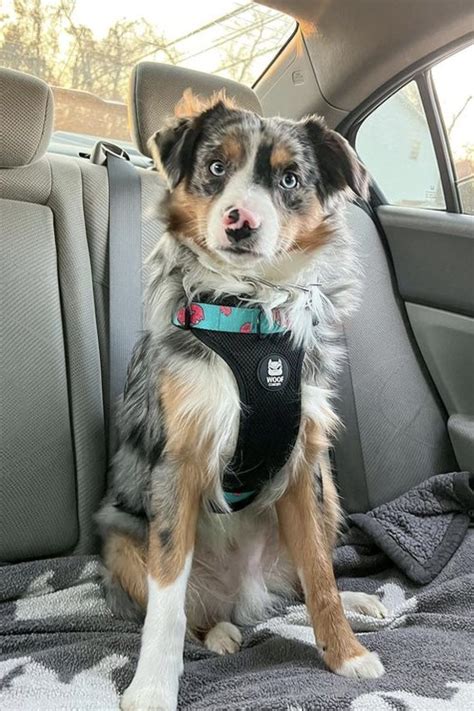 Mini Aussie Growth Chart 的图像结果