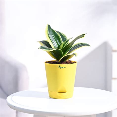 Ugaoo Sansevieria Golden Hahnii Snake Plant With Self Watering Pot ...