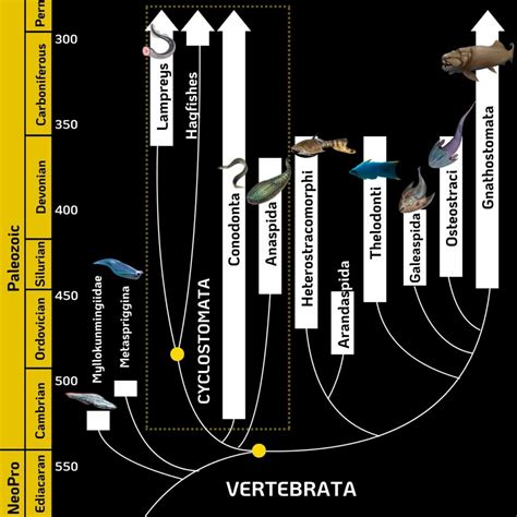 Dawn of Vertebrates: Meet Your First True Ancestors