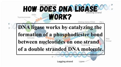 DNA LIGASE BIOTECHNOLOGY BIOLOGY STUDY OF LIFE | PPTX