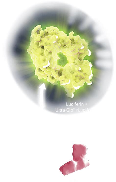 CellTiter-Glo® 2.0 Cell Viability Assay | ATP Assay | Promega