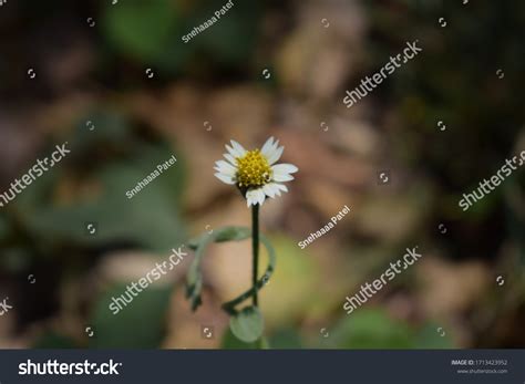 Dagadi Pala In English - Learning2Breath