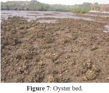 Economic Valuation of Bivalves in the Aghanashini Estuary, West Coast ...