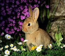 Image result for Spring Bunnies Desktop