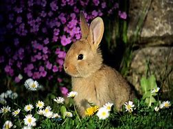 Image result for A Cute Rabbit