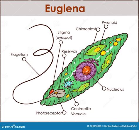 Plant Like Protists Diagram Introduction And The Animal Like Protists